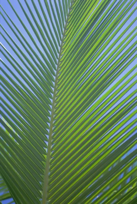 Framed Print : Detail of a palm tree leaf (frond) Framed Print : Detail of a palm tree leaf (frond)