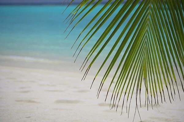 Palm tree leaf and tropical beach, Maldives, Indian Ocean, Asia
