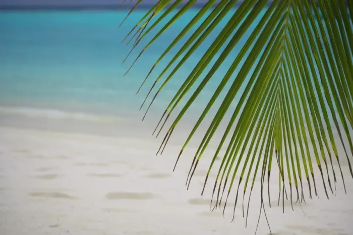 Framed Print : Palm tree leaf and tropical beach, Maldives, Indian Ocean, Asia Framed Print : Palm tree leaf and tropical beach, Maldives, Indian Ocean, Asia
