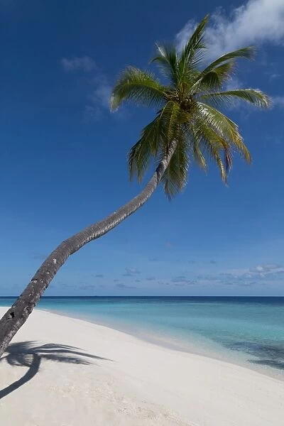 A palm tree leaning out to sea and a deserted beach on an island in the Northern Huvadhu Atoll, Maldives, Indian Ocean, Asia