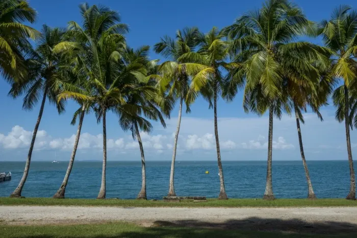 Framed Print : Palm tree line, Royal Island, Iles du Salut, Devils Island, French Guiana, Department of France Framed Print : Palm tree line, Royal Island, Iles du Salut, Devils Island, French Guiana, Department of France