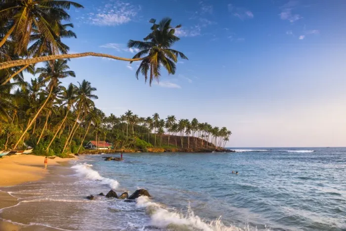 Framed Print : Palm tree on Mirissa Beach, South Coast, Southern Province, Sri Lanka, Asia