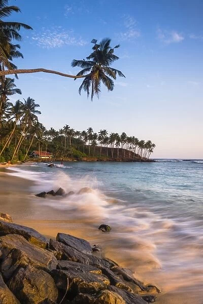 Palm tree, Mirissa Beach, South Coast of Sri Lanka, Sri Lanka, Asia