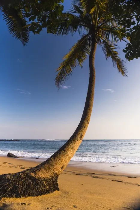 Framed Print : Palm tree, Mirissa Beach, South Coast of Sri Lanka, Sri Lanka, Asia Framed Print : Palm tree, Mirissa Beach, South Coast of Sri Lanka, Sri Lanka, Asia