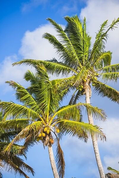 Palm tree, Muri, Rarotonga, Cook Islands, South Pacific, Pacific