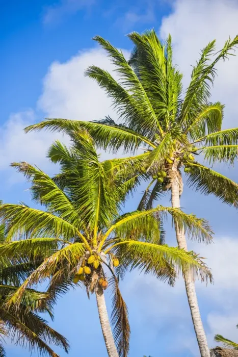 Framed Print : Palm tree, Muri, Rarotonga, Cook Islands, South Pacific, Pacific Framed Print : Palm tree, Muri, Rarotonga, Cook Islands, South Pacific, Pacific