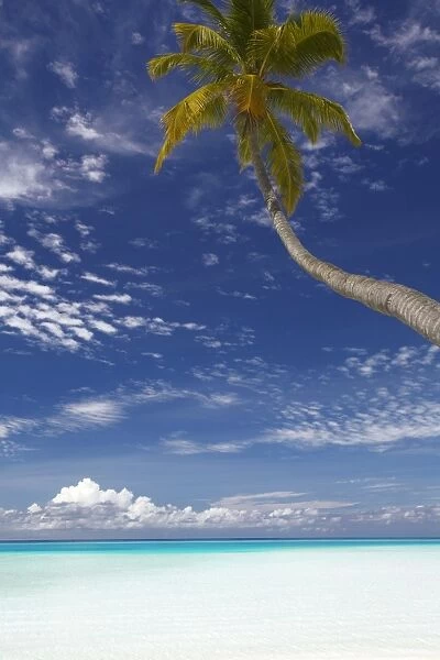 Palm tree overhanging beach, Maldives, Indian Ocean, Asia