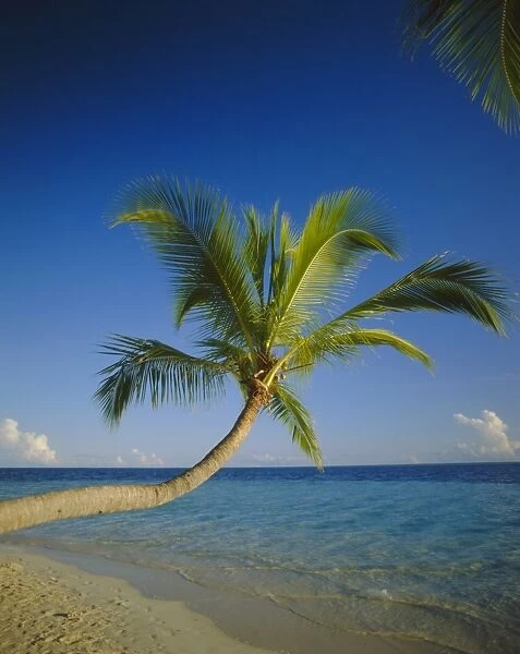 Palm tree overhanging the beach and sea