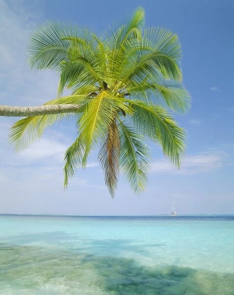 Palm tree overhanging the sea