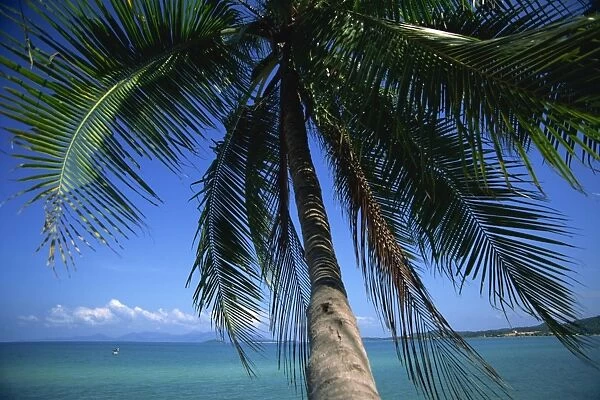 Palm tree overhanging turquoise waters at Koh Samui