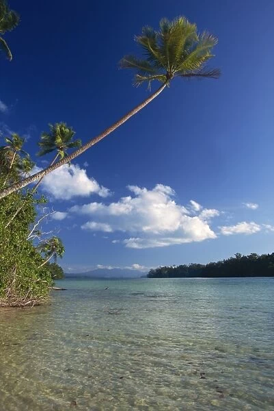 Palm tree over sandy channel at Marovo Lagoon, Solomon Islands, Pacific Islands, Pacific