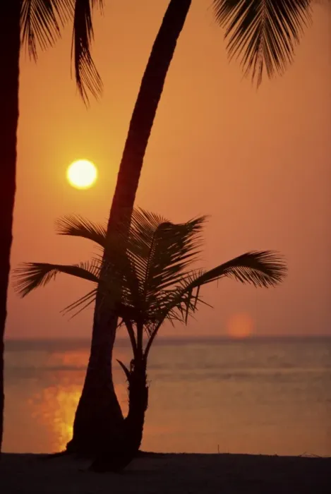 Framed Print : Palm tree silhouetted against the sunset at West Bay Framed Print : Palm tree silhouetted against the sunset at West Bay