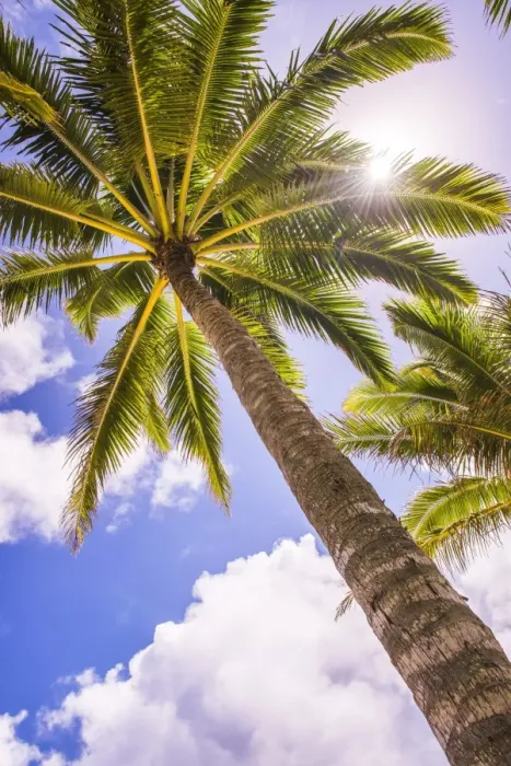 Framed Print : Palm tree in Titikaveka, Rarotonga, Cook Islands, South Pacific Ocean, Pacific Framed Print : Palm tree in Titikaveka, Rarotonga, Cook Islands, South Pacific Ocean, Pacific