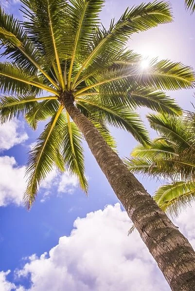 Palm tree in Titikaveka, Rarotonga, Cook Islands, South Pacific Ocean, Pacific