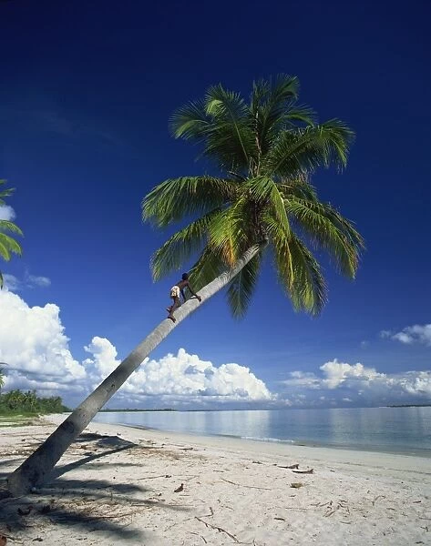 Palm tree and tropical beach, blue sky and distant white clouds on the coast of Tanzania