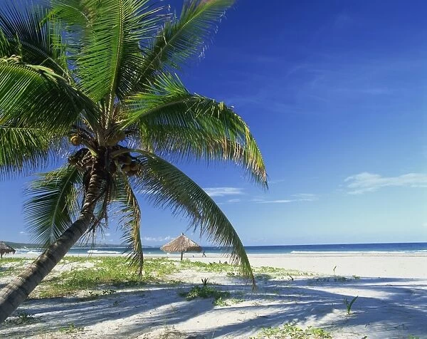 Palm tree and tropical beach on the coast of Mozambique, Africa