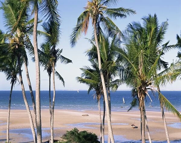 Palm tree and tropical beach on the coast of Mozambique, Africa