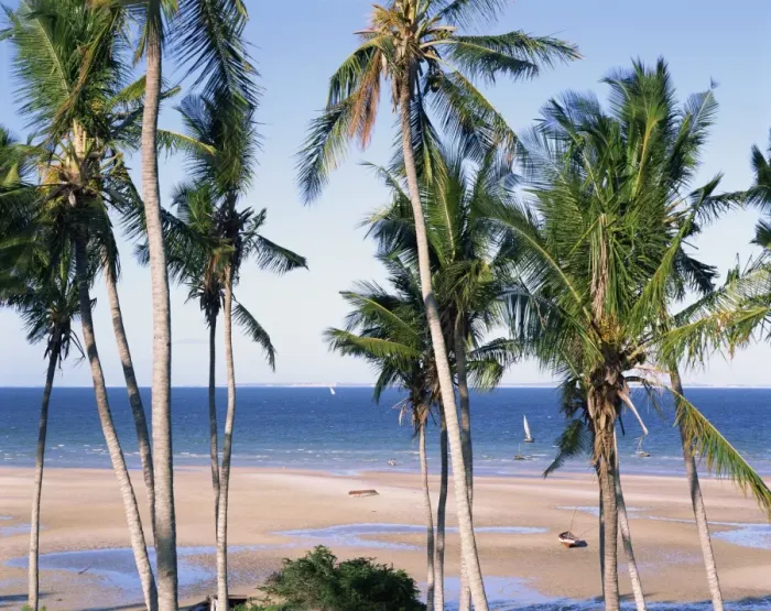 Framed Print : Palm tree and tropical beach on the coast of Mozambique, Africa Framed Print : Palm tree and tropical beach on the coast of Mozambique, Africa