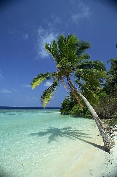 Palm tree on a tropical beach on Embudu in the Maldive Islands