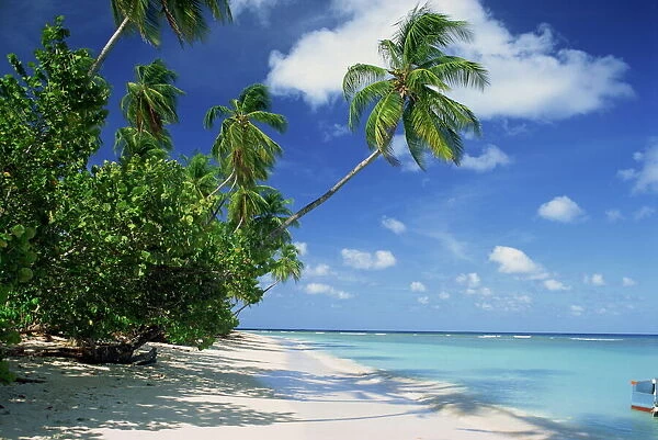 Palm tree on a tropical beach on the island of Tobago