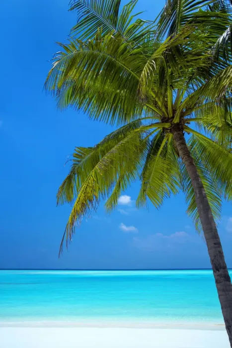 Framed Print : Palm tree and tropical beach, The Maldives, Indian Ocean, Asia Framed Print : Palm tree and tropical beach, The Maldives, Indian Ocean, Asia