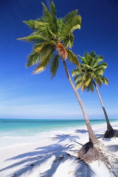 Palm tree, white sand beach and Indian Ocean, Jambiani, island of Zanzibar