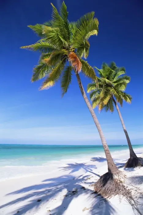 Framed Print : Palm tree, white sand beach and Indian Ocean, Jambiani, island of Zanzibar Framed Print : Palm tree, white sand beach and Indian Ocean, Jambiani, island of Zanzibar