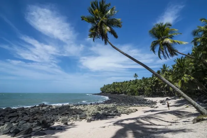 Framed Print : Palm tree on a white sand beach on Saint Joseph Island, Iles du Salut, French Guiana Framed Print : Palm tree on a white sand beach on Saint Joseph Island, Iles du Salut, French Guiana