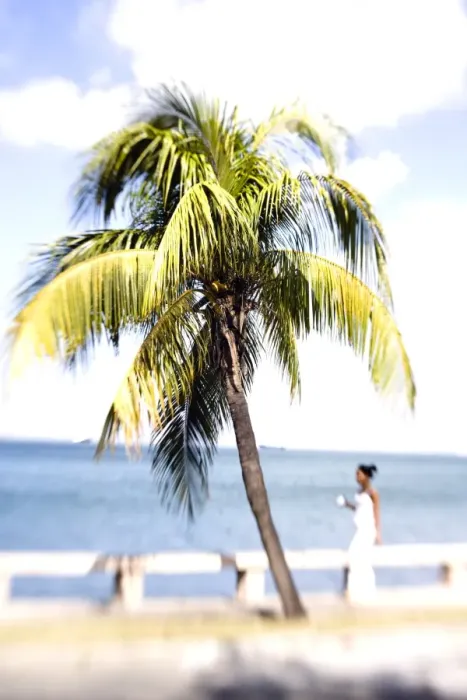Framed Print : Palm tree and woman in white dress, Punta Gorda, Cienfuegos, Cuba, West Indies Framed Print : Palm tree and woman in white dress, Punta Gorda, Cienfuegos, Cuba, West Indies
