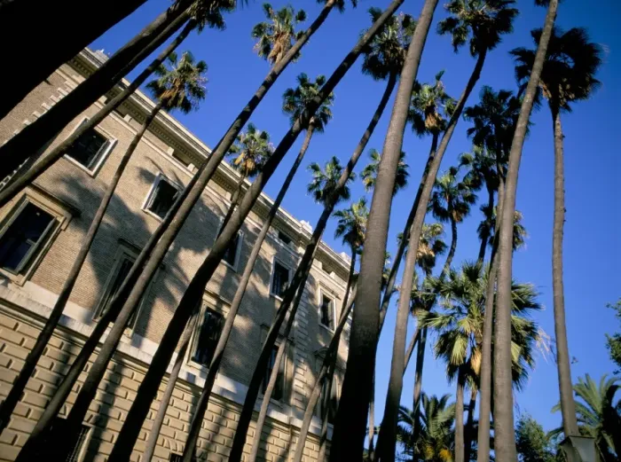Framed Print : Palm trees Framed Print : Palm trees