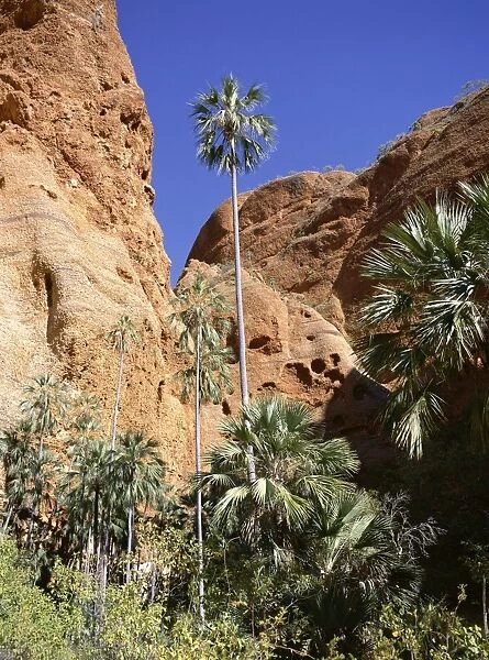 Palm trees at approach to Echidna chasm, Purnululu National Park, UNESCO World Heritage Site