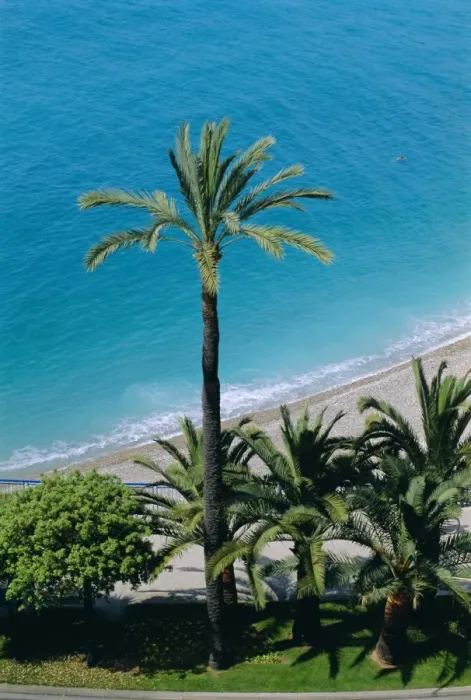 Framed Print : Palm trees and Baie des Anges, Nice, Cote d Azur, Alpes-Maritimes, Provence Framed Print : Palm trees and Baie des Anges, Nice, Cote d Azur, Alpes-Maritimes, Provence