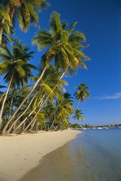 Palm trees and beach