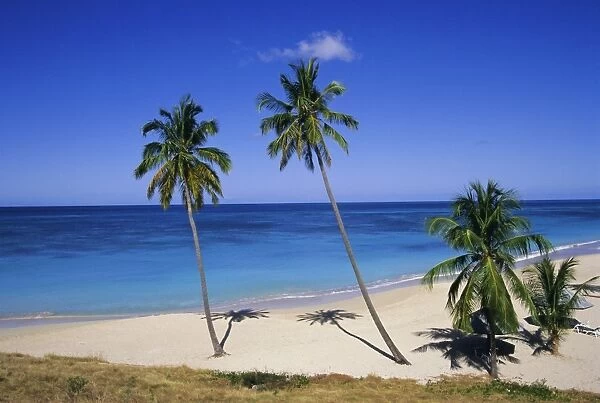 Palm trees on beach, Antigua, Caribbean, West Indies, Central America