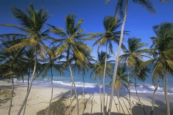 Palm trees and beach, Bottom Bay, Barbados, West Indies, Caribbean, Central America