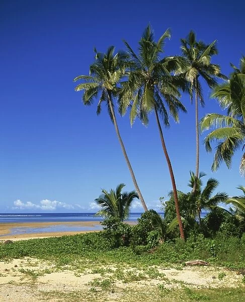 Palm trees on the beach on the Coral Coast near Sigatoka, Fiji, Pacific Islands, Pacific