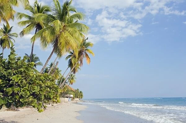 Palm trees on beach, Jacmel, Haiti, West Indies, Caribbean, Central America