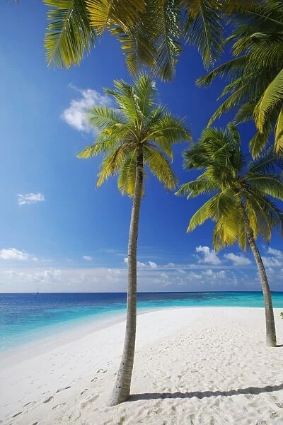 Palm trees on beach, Maldives, Indian Ocean, Asia