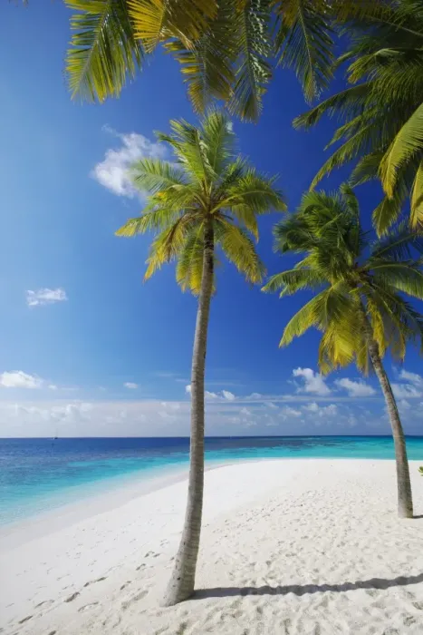Framed Print : Palm trees on beach, Maldives, Indian Ocean, Asia Framed Print : Palm trees on beach, Maldives, Indian Ocean, Asia