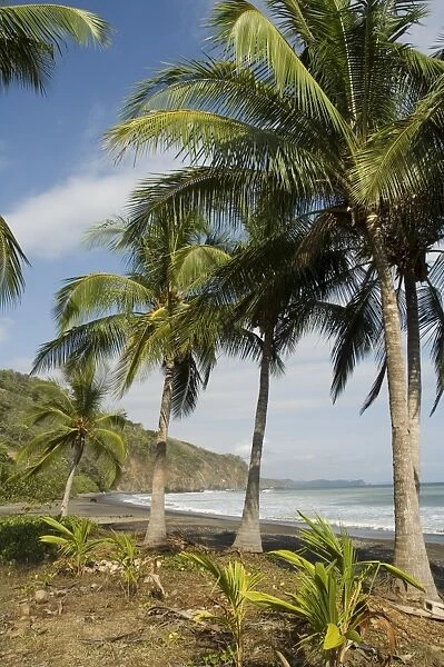 Palm trees on beach at Punta Islita, Nicoya Pennisula, Pacific Coast, Costa Rica
