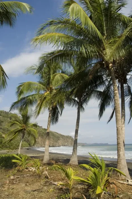 Framed Print : Palm trees on beach at Punta Islita, Nicoya Pennisula, Pacific Coast, Costa Rica Framed Print : Palm trees on beach at Punta Islita, Nicoya Pennisula, Pacific Coast, Costa Rica