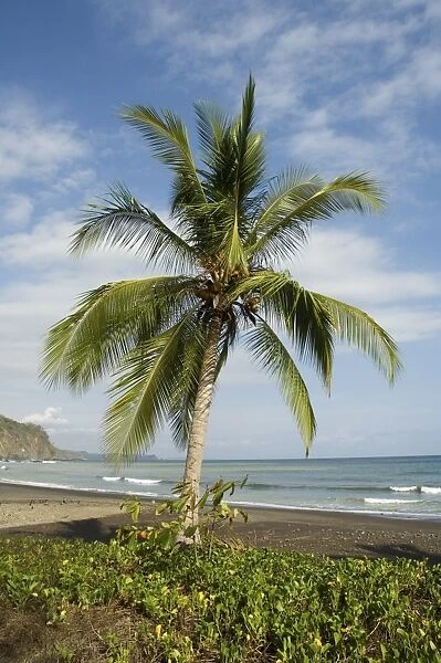Palm trees on beach at Punta Islita, Nicoya Pennisula, Pacific Coast, Costa Rica