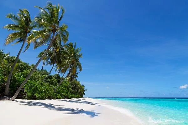 Palm trees on a beautiful deserted beach on an island in the Northern Huvadhu Atoll, Maldives, Indian Ocean, Asia
