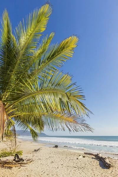 Palm trees on this beautiful surf beach near Mal Pais, far south of Nicoya Peninsula