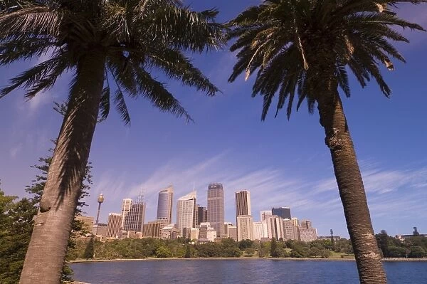 Palm trees and city skyline, Sydney, New South Wales, Australia, Pacific