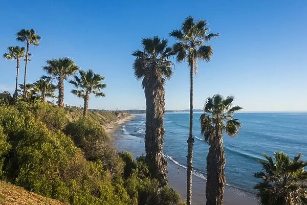 Palm trees above the cliffs in Cardiff, California, United States of America, North