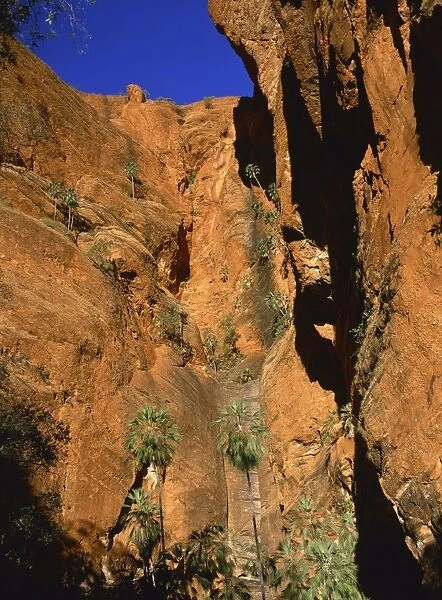 Palm trees in cliffs of gorge leading to Froghole, Purnululu National Park