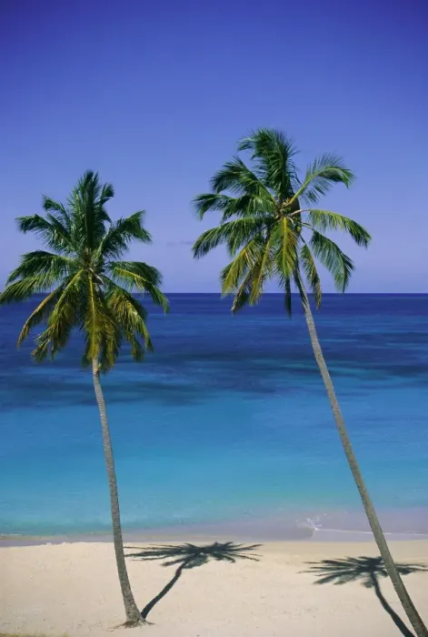 Framed Print : Palm trees on deserted beach, Antigua, Caribbean, West Indies, Central America Framed Print : Palm trees on deserted beach, Antigua, Caribbean, West Indies, Central America