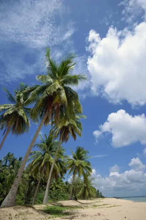 Framed Print : Palm trees and deserted beach on the south side of Framed Print : Palm trees and deserted beach on the south side of