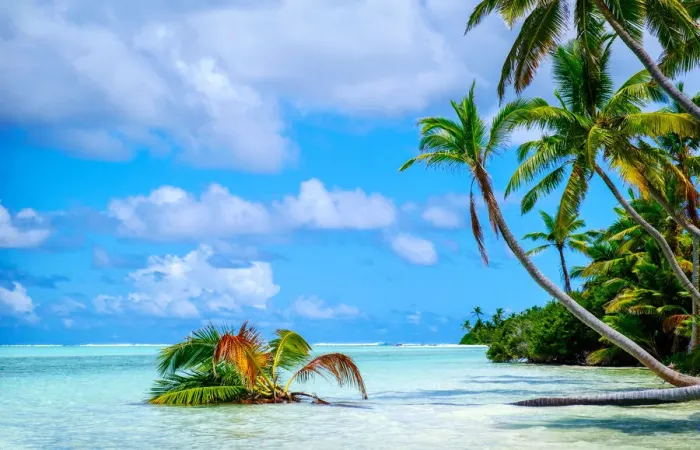 Framed Print : Palm trees edging, Scout Park Beach, Cocos (Keeling) Islands, Indian Ocean, Asia Framed Print : Palm trees edging, Scout Park Beach, Cocos (Keeling) Islands, Indian Ocean, Asia